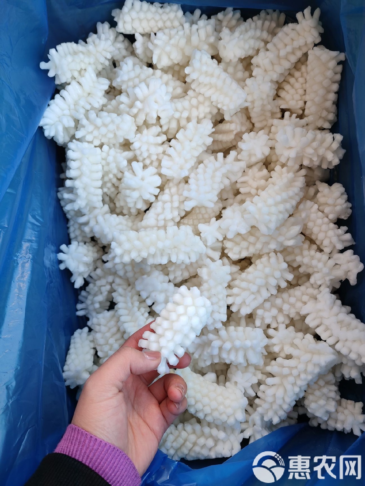 目鱼花,目鱼花属于什么类