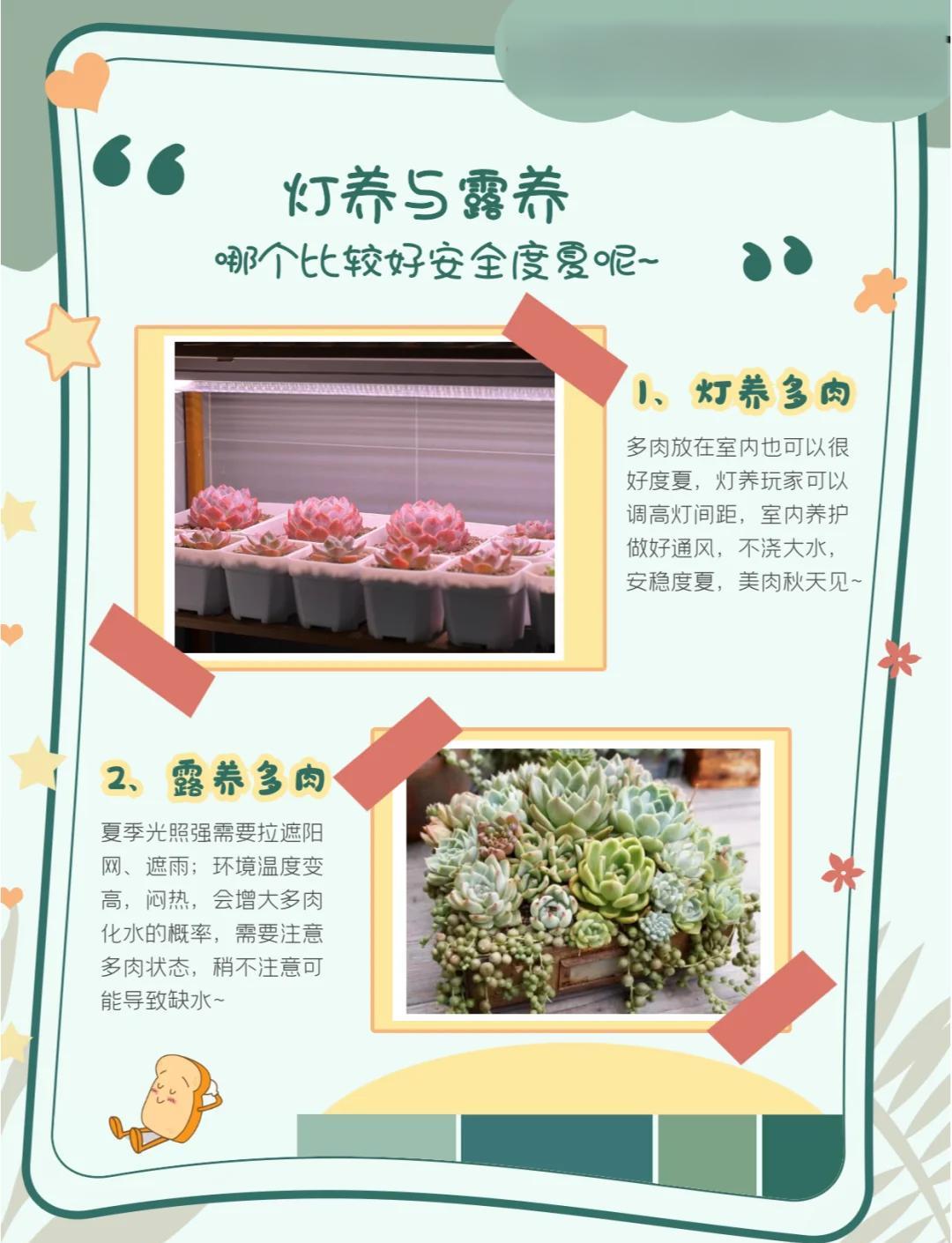 养多肉的好处,养多肉的好处?