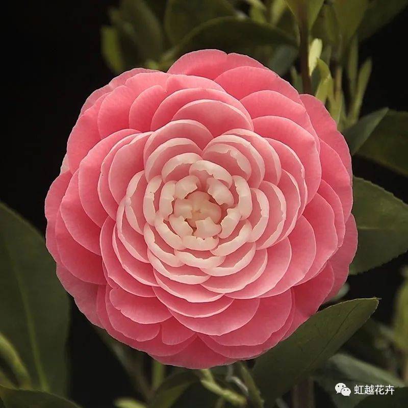 茶花品种,茶花品种图片名称大全