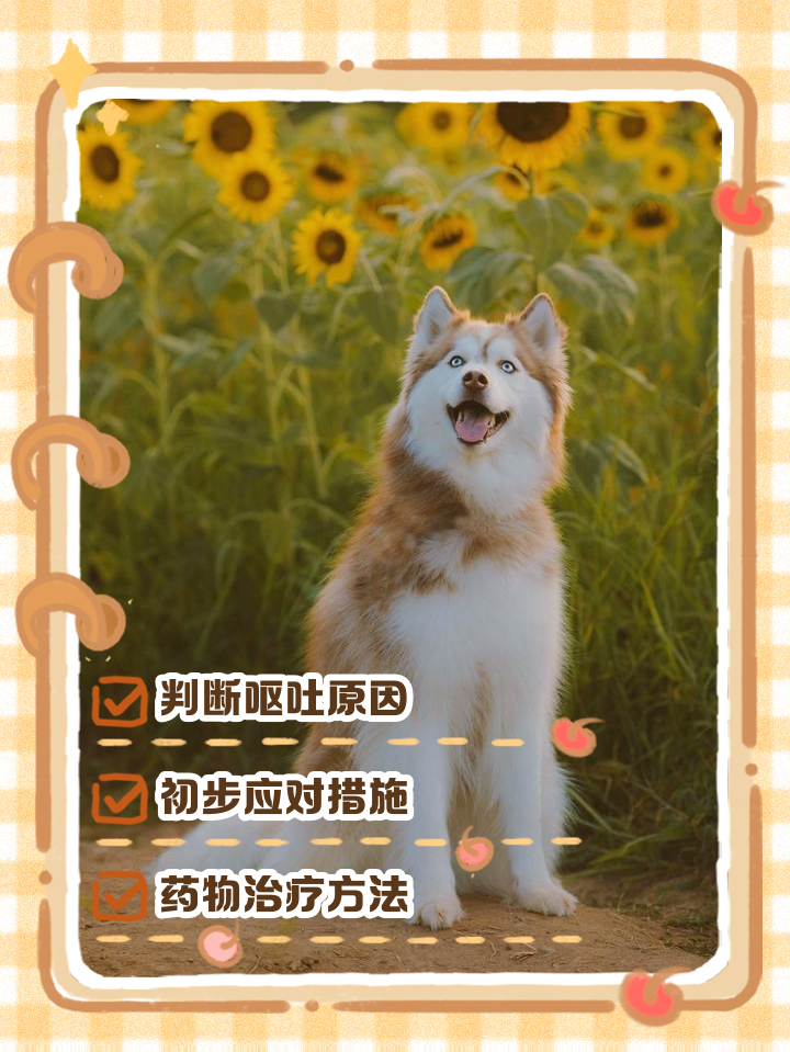 狗呕吐白色泡沫,泰迪狗呕吐白色泡沫