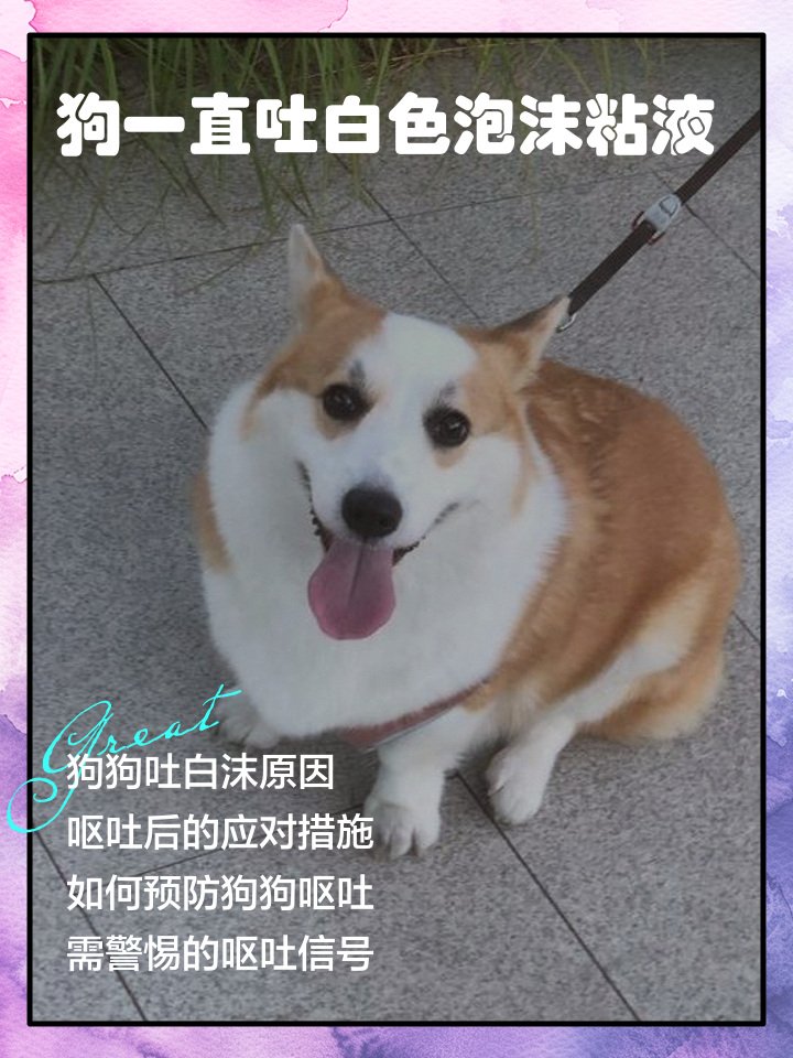 狗呕吐白色泡沫,泰迪狗呕吐白色泡沫