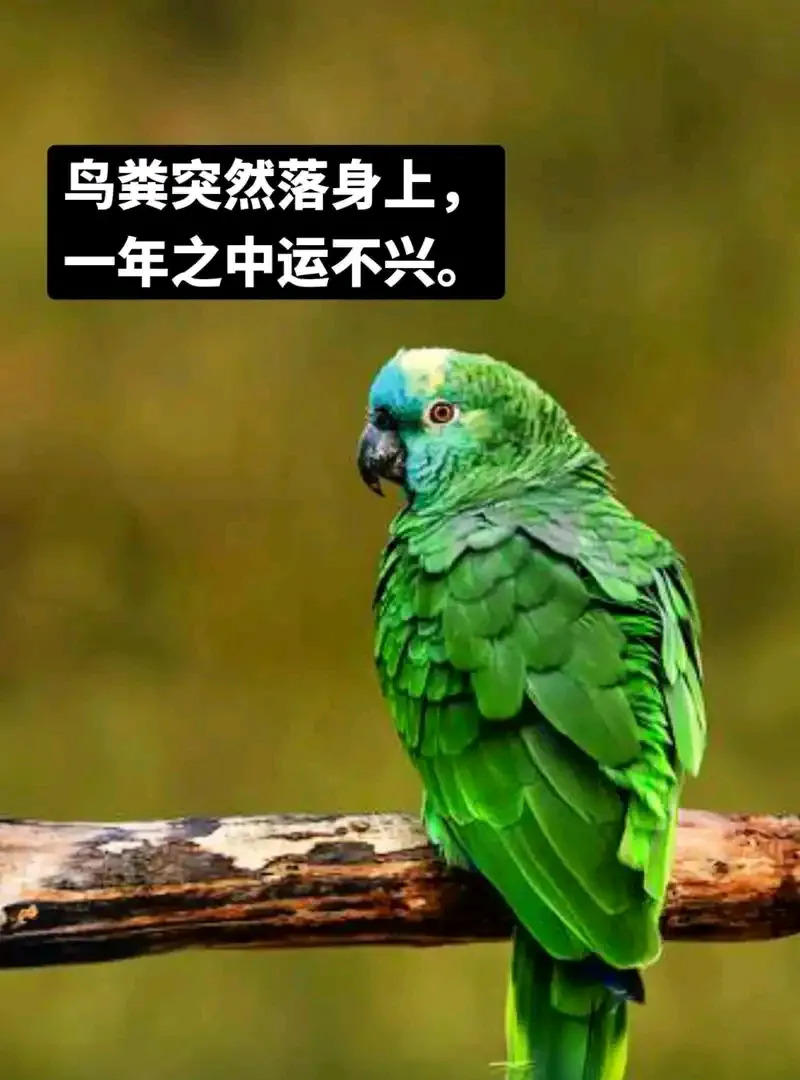 鸟屎掉头上今年人要丧的简单介绍