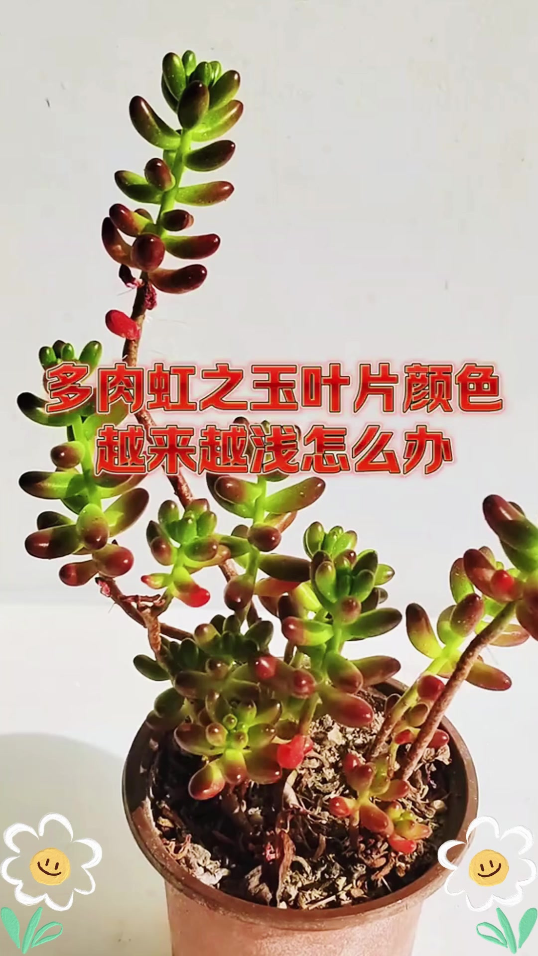 虹之玉的养殖方法,虹之玉的养殖方法和繁殖