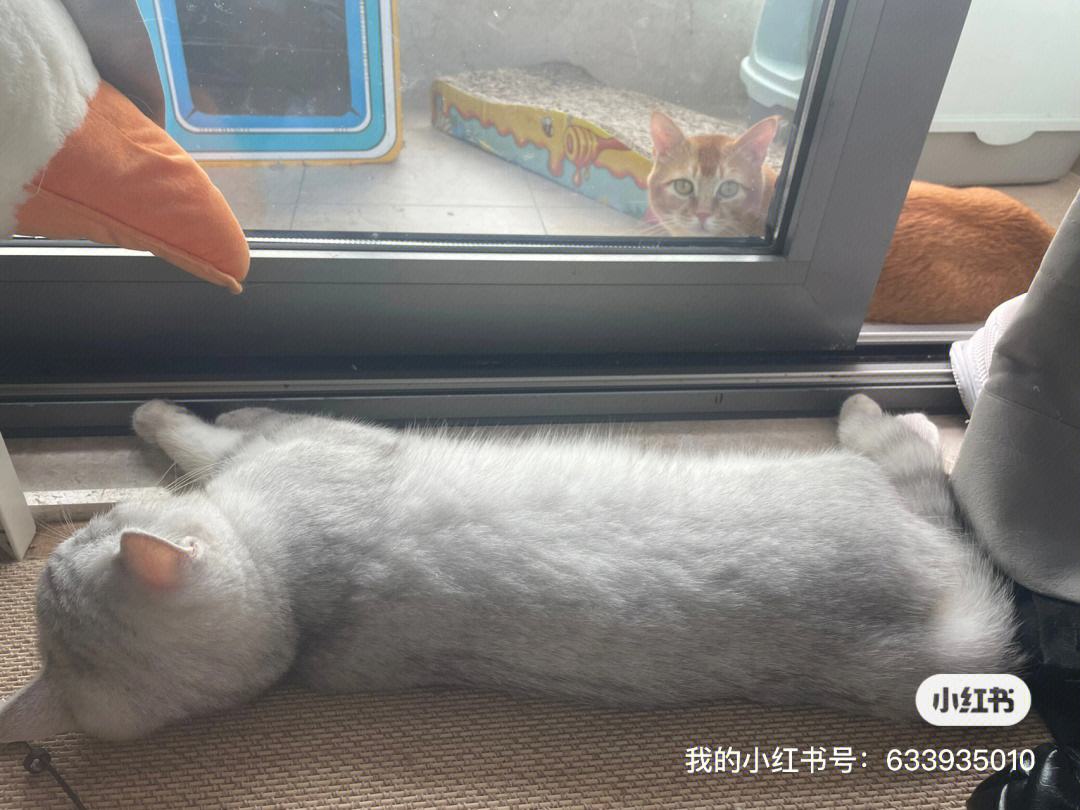 猫pon灯一直闪怎么修,猫的pon灯一直闪烁无线连接不上