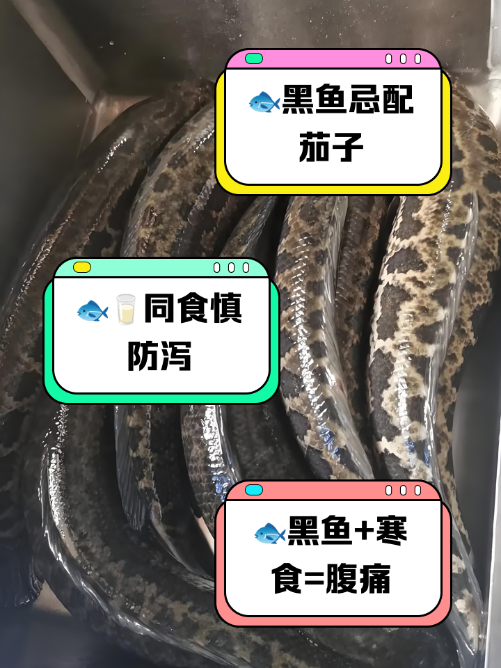 黑鱼吃什么食物,鱼缸养黑鱼吃什么食物