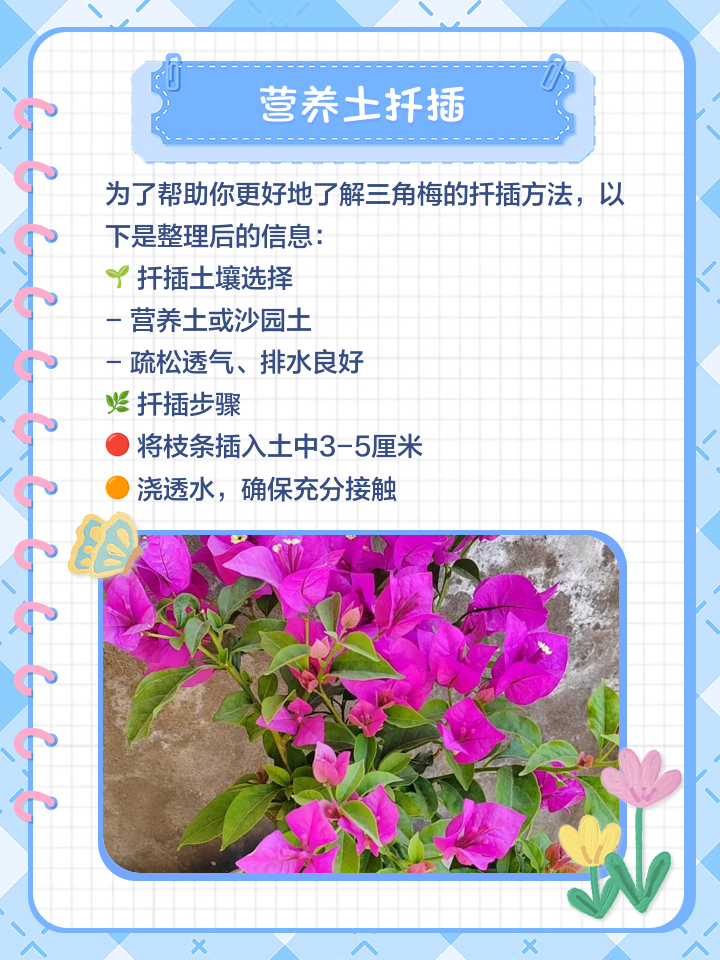 三角梅泡水几天就生根,三角梅泡水几天就生根还是土培生根快