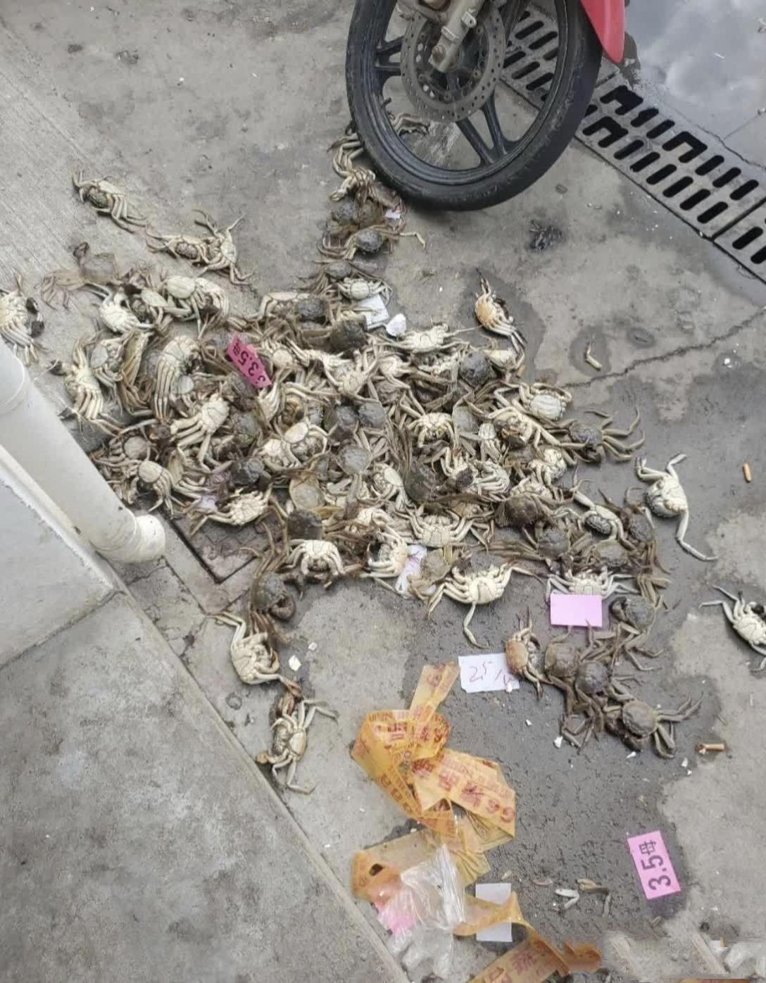 螃蟹死了,螃蟹死了4至6小时能吃吗