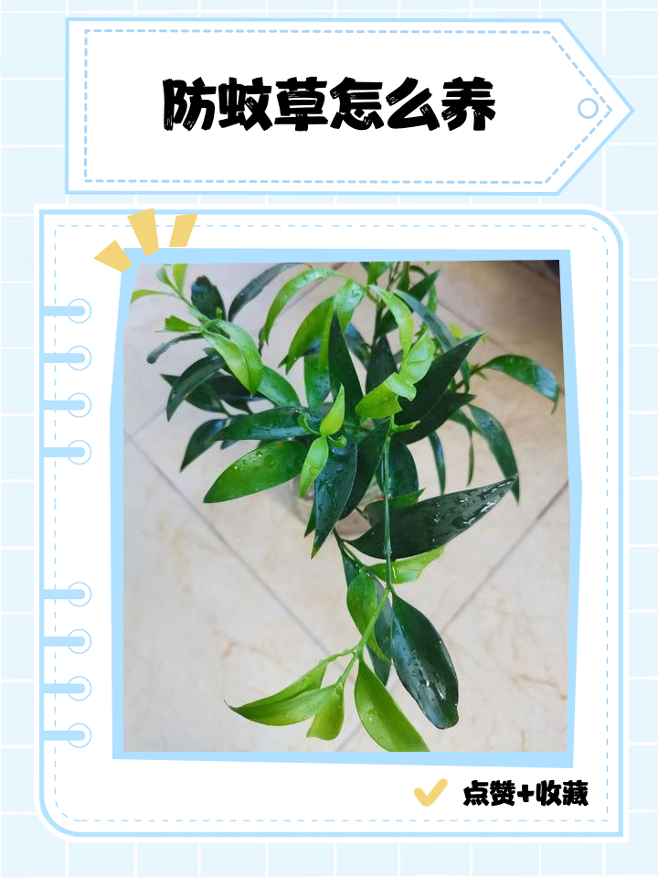 驱蚊草怎么养,驱蚊草怎么养护与浇水