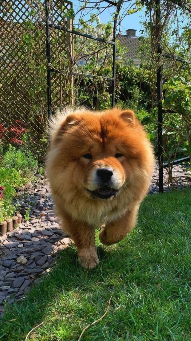 松狮好养吗,松狮好养吗麻烦吗