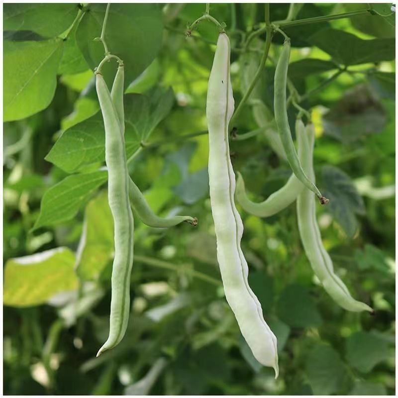芸豆角,芸豆角怎么保存到冬天吃
