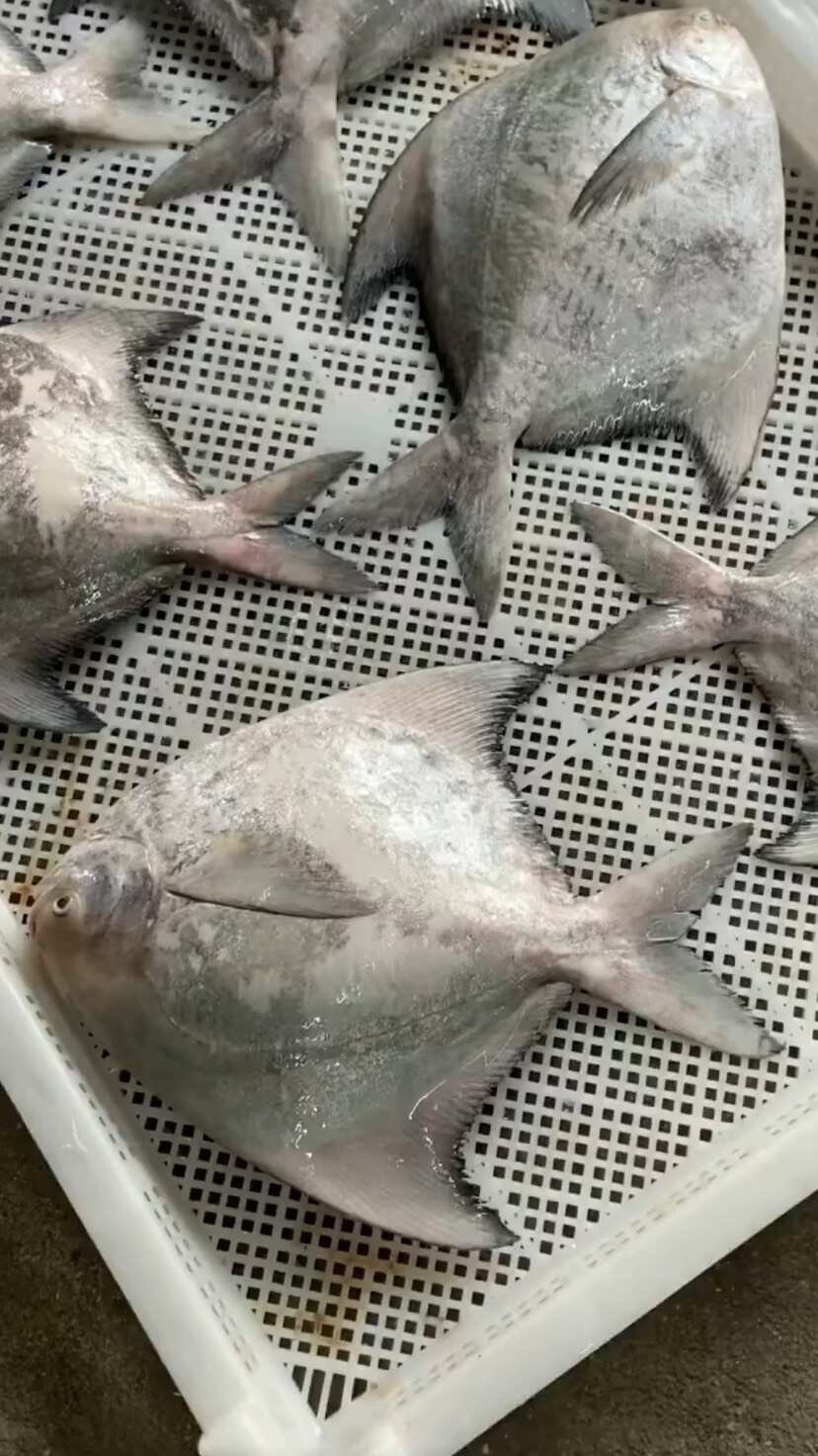 海昌鱼,海昌鱼的营养价值及功效
