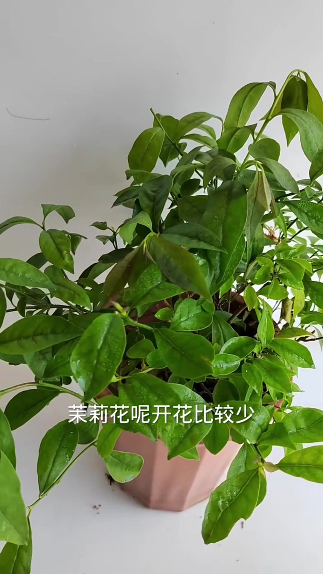 茉莉怎么养,茉莉怎么养殖方法和注意事项