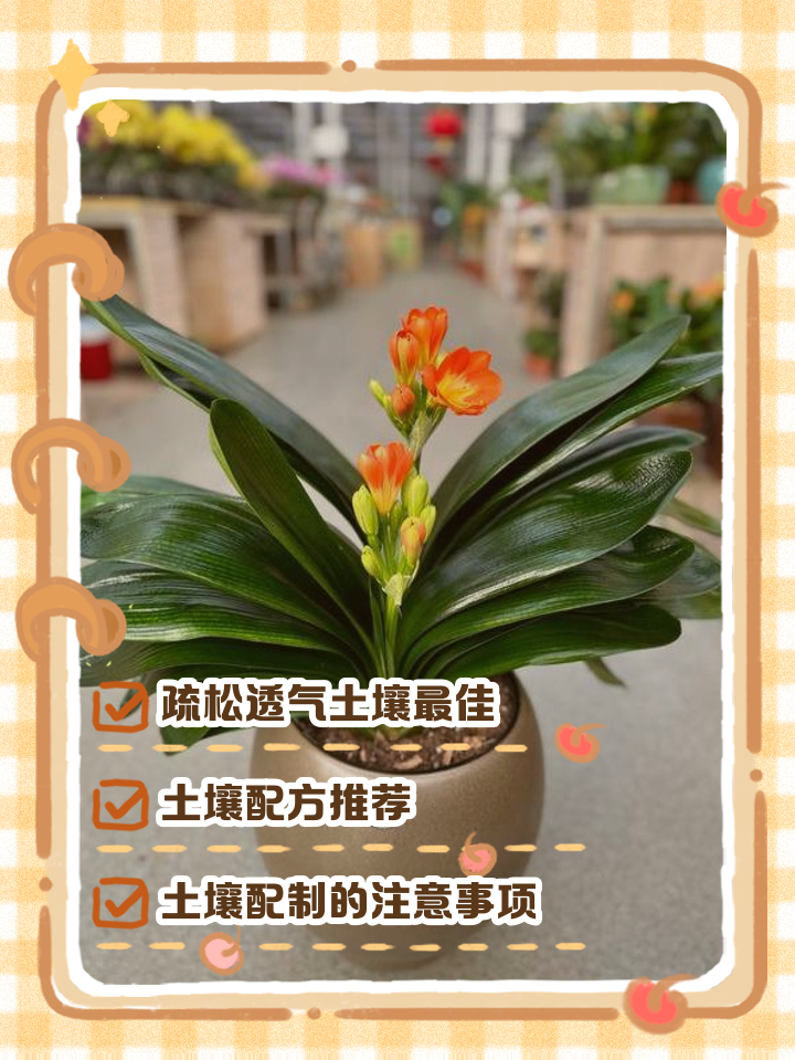 君子兰用什么土最好,君子兰用什么土最好土壤怎么配置