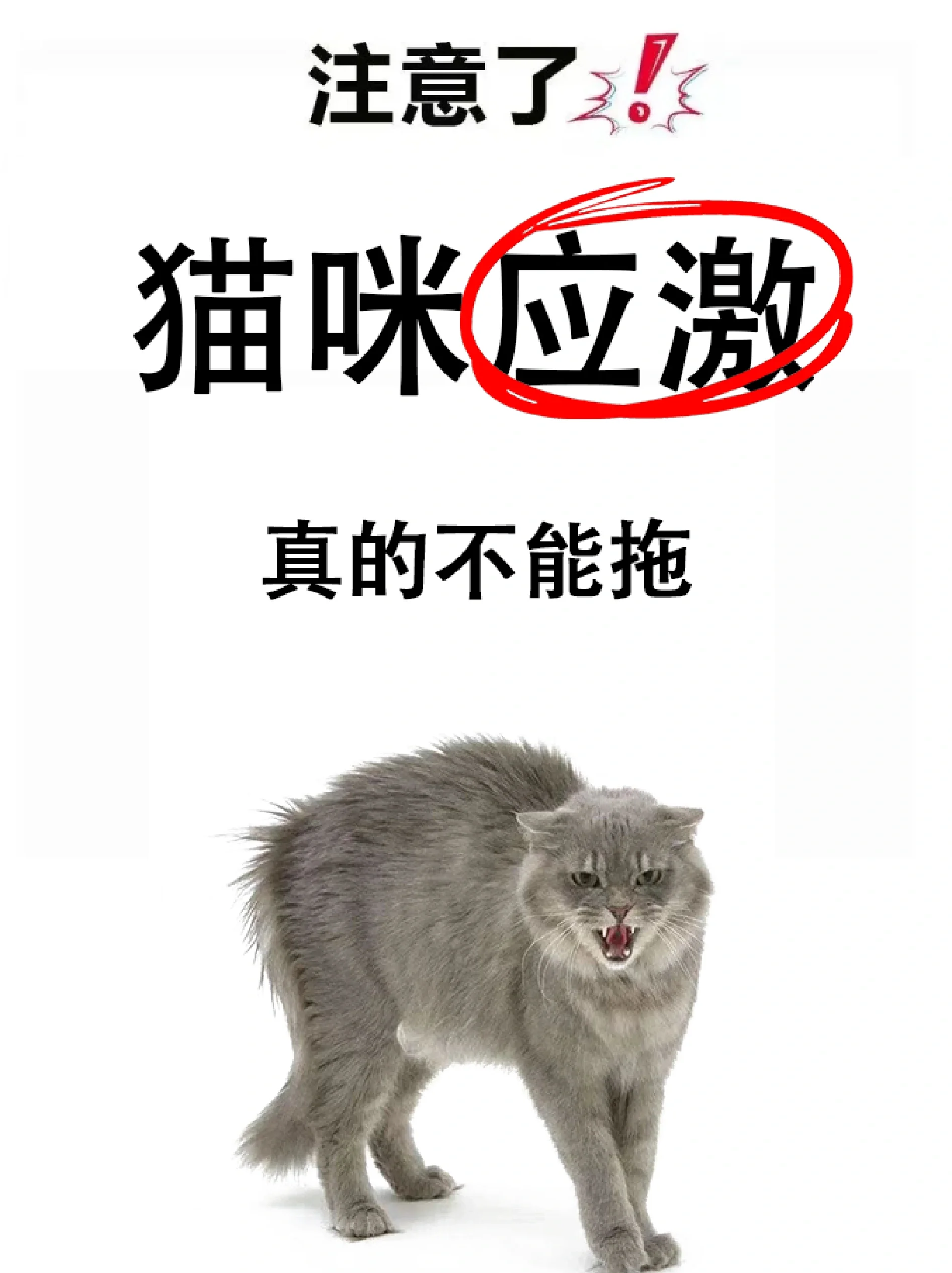 猫的反应速度有多快,猫的反应速度有多快超燃视频