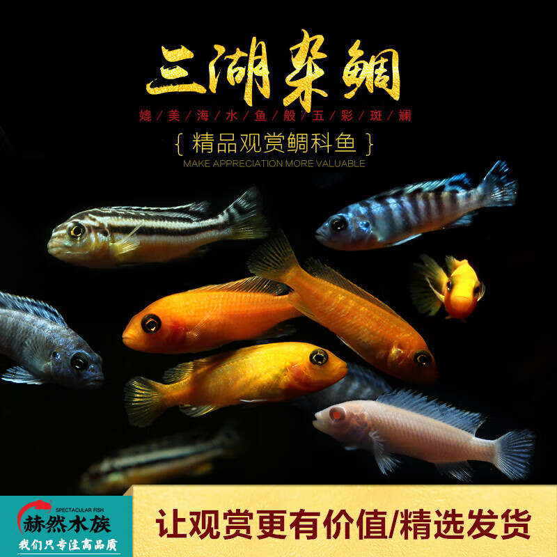闪电王子,闪电王子图片