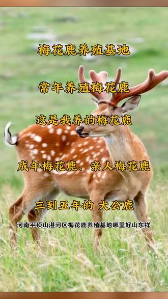 养殖50只梅花鹿的成本,养殖梅花鹿的真实利润是多少
