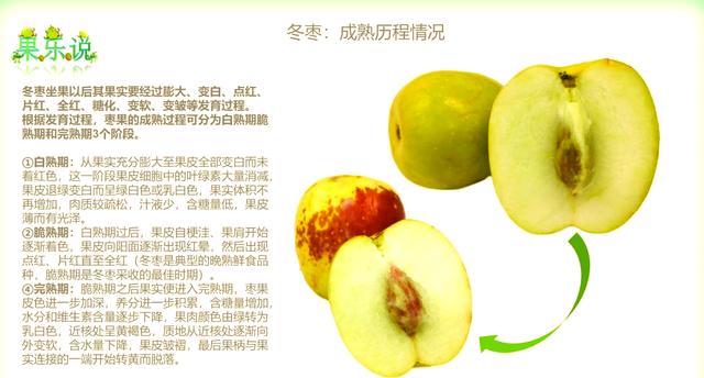 冬枣什么时候成熟,露天冬枣什么时候成熟