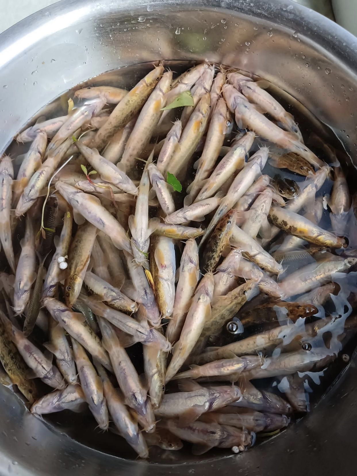 鱼塘网络用语啥意思,网络上说的鱼塘是什么