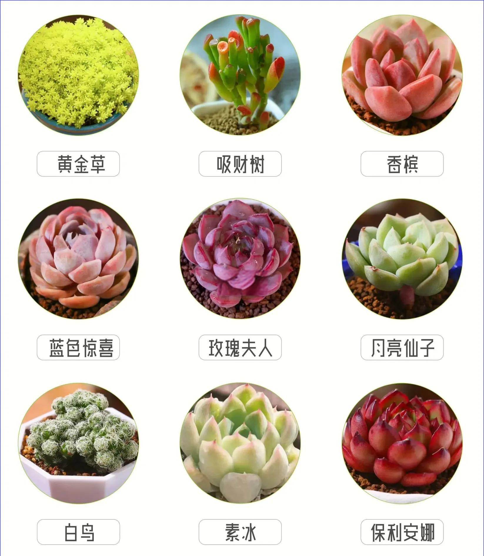 多肉有什么作用,多肉有什么作用50字