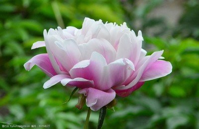 芍药花几点开花,芍药花几点开花时间像什么似的