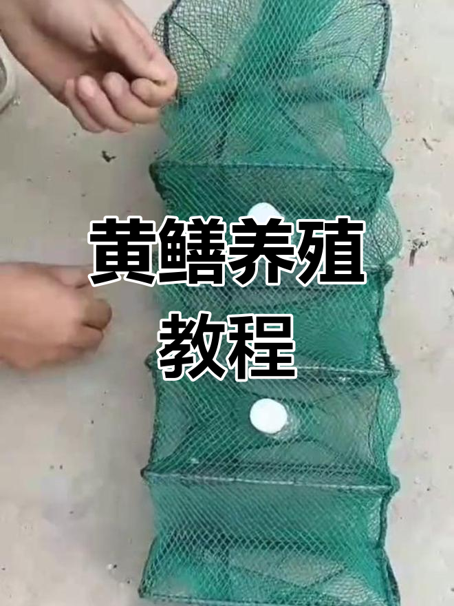 地笼捕黄鳝泥鳅绝技,用地笼捕黄鳝泥鳅犯法吗