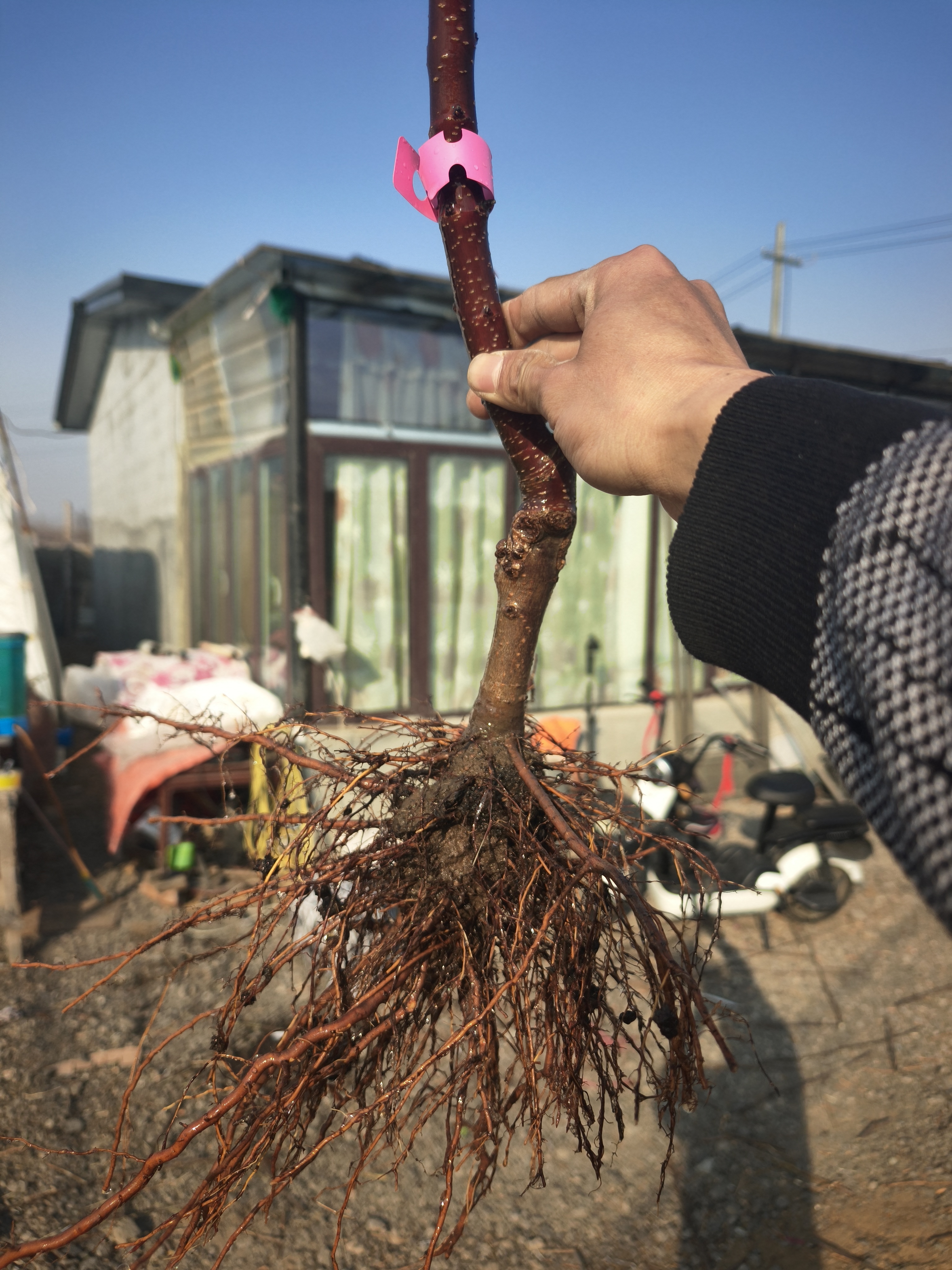 车厘子种植地理条件,车厘子种植地理条件有哪些