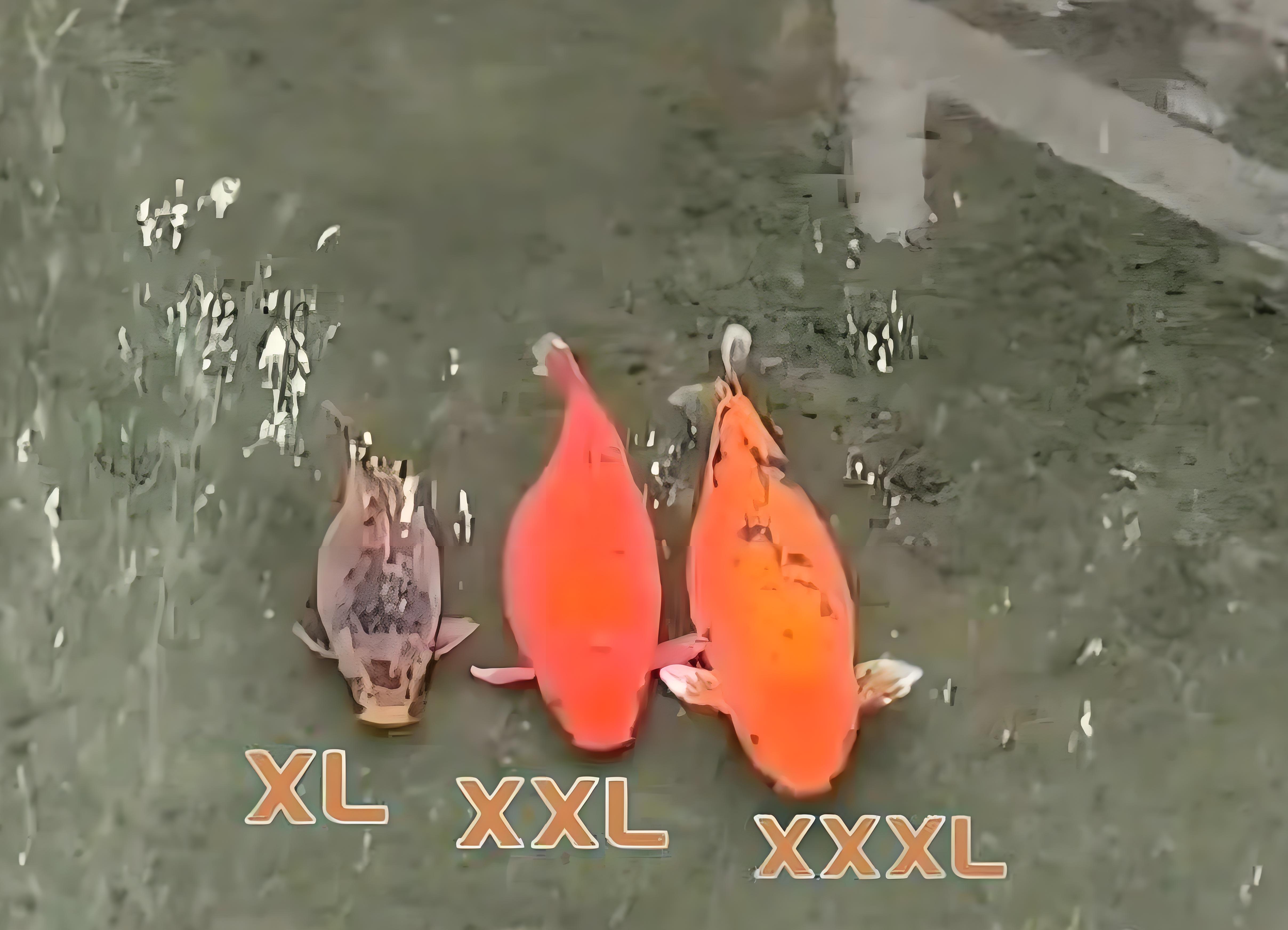 锦鲤什么梗,锦鲤锦鲤什么意思