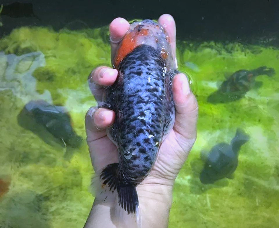金鱼系,金鱼系列