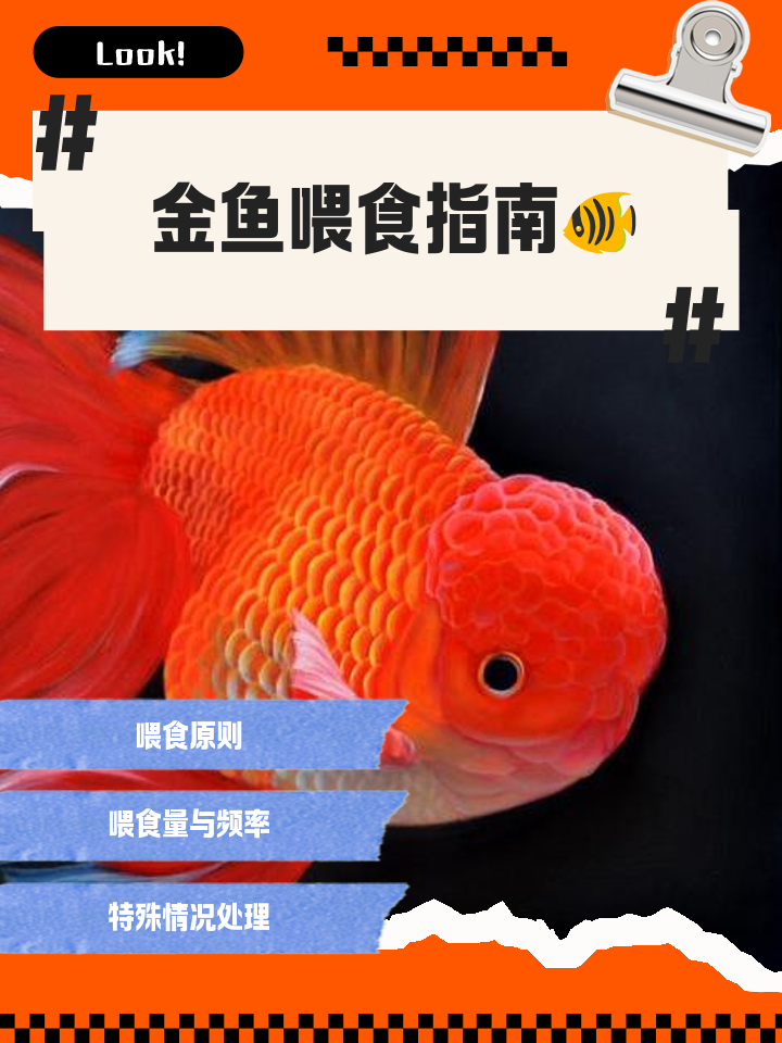 金鱼顶多长时间喂一次,金鱼正常多长时间喂一次