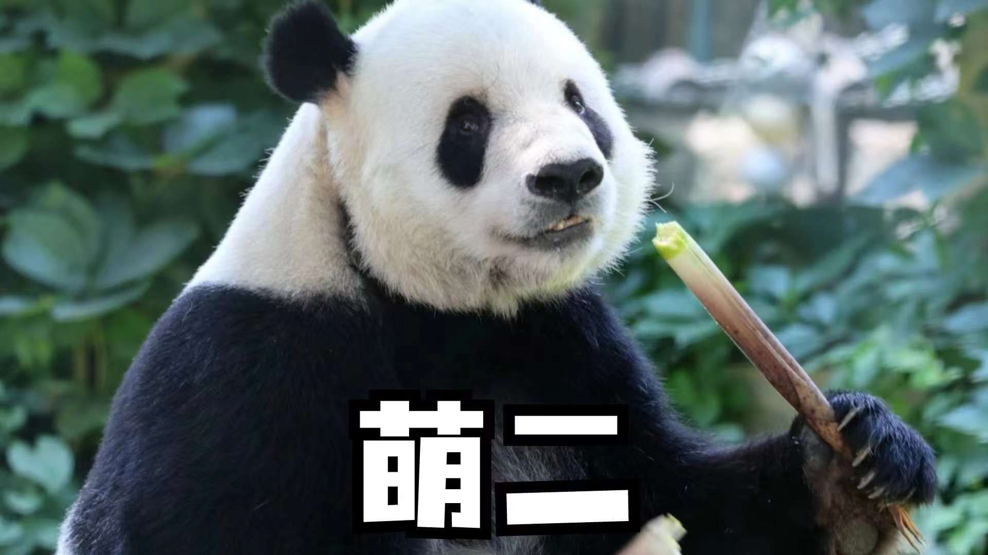 萌是什么意思,兄弟萌是什么意思