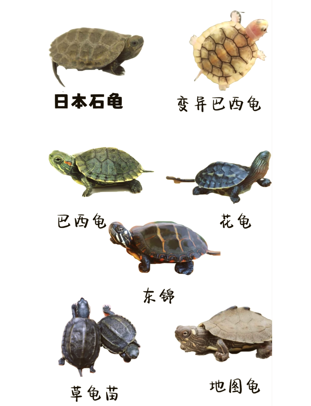 巴西龟冬眠怎么养,巴西龟冬眠怎么养活详细教程