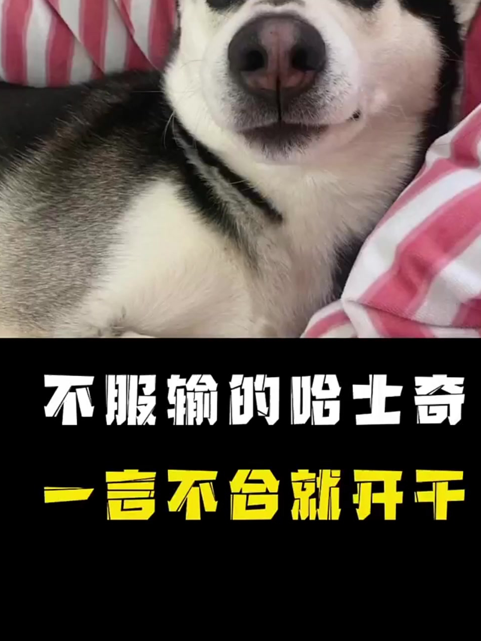 铲屎官是什么意思,铲屎官是什么意思以及起源是什么?