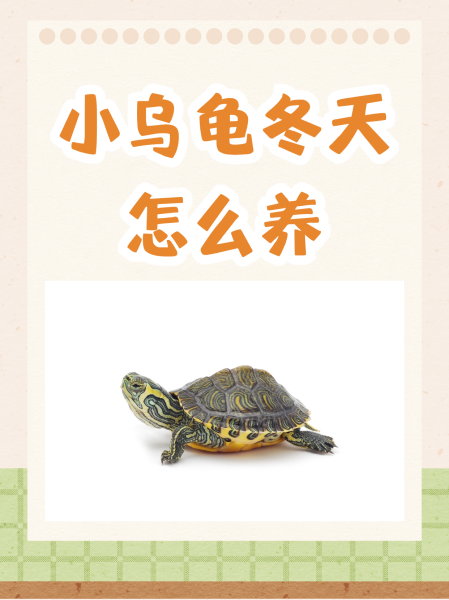 巴西龟冬眠怎么养,巴西龟冬眠怎么养视频