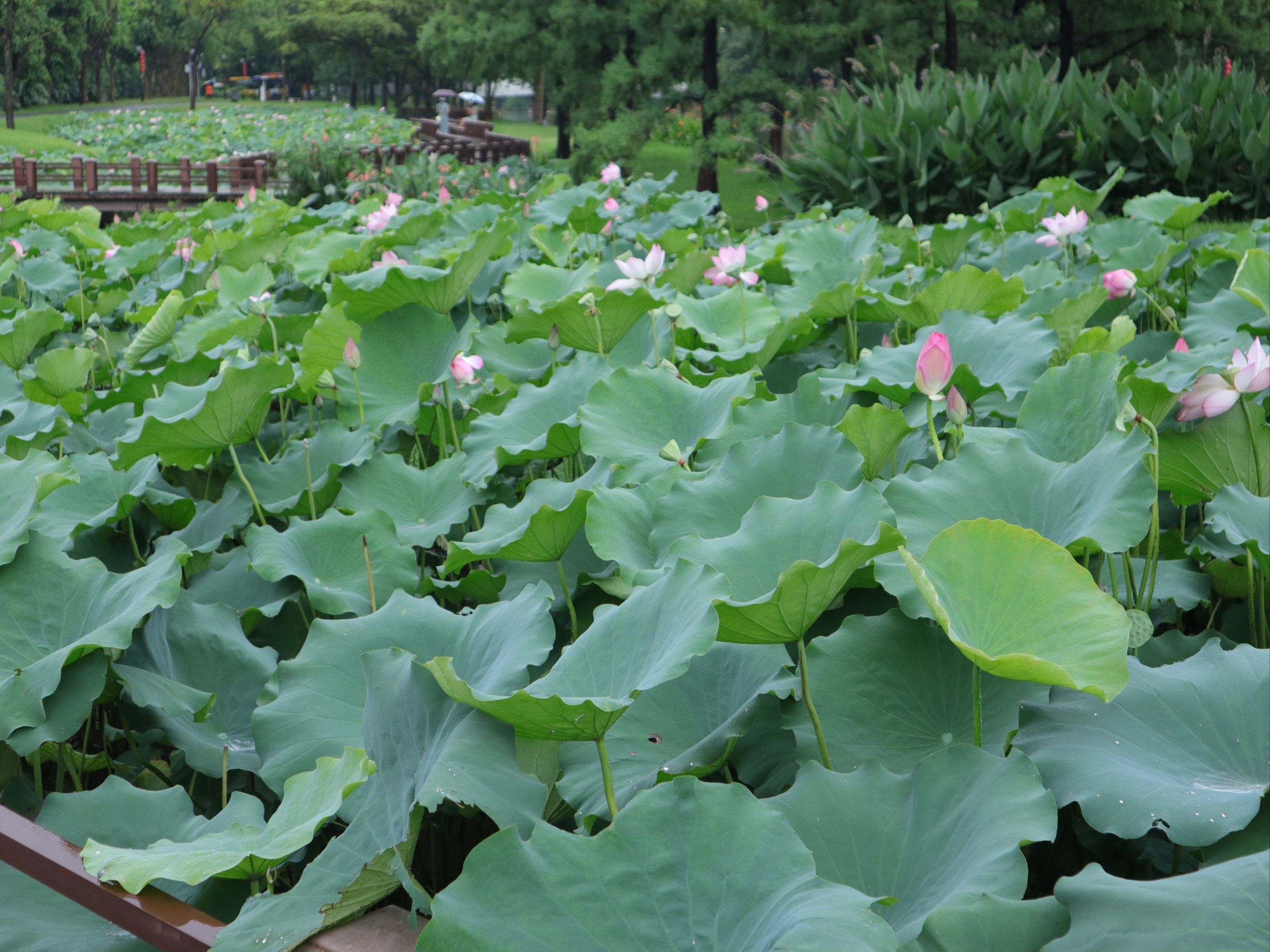 大沙河湿地公园,大沙河湿地公园怎么去