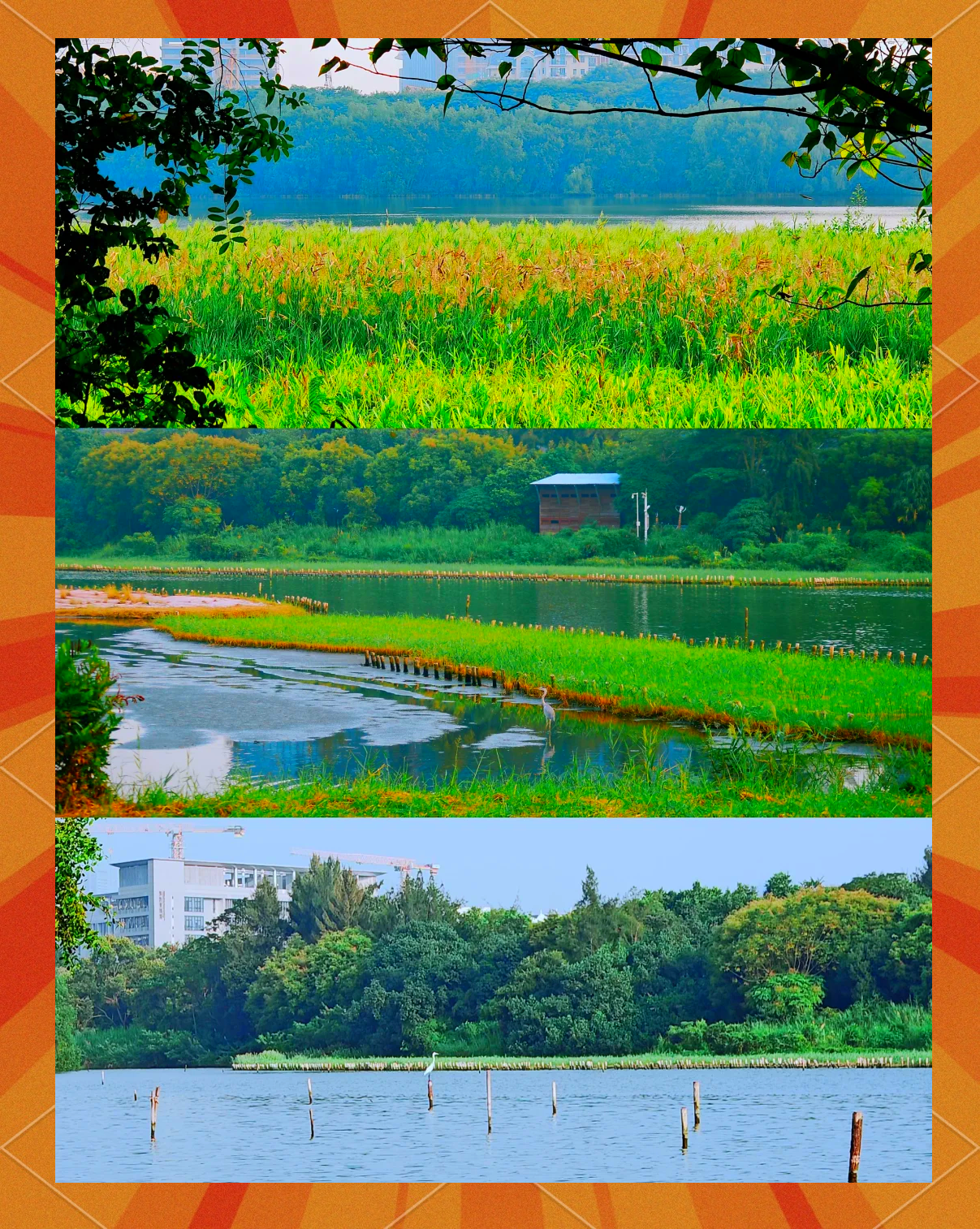 深圳华侨城湿地公园,深圳华侨城湿地公园攻略