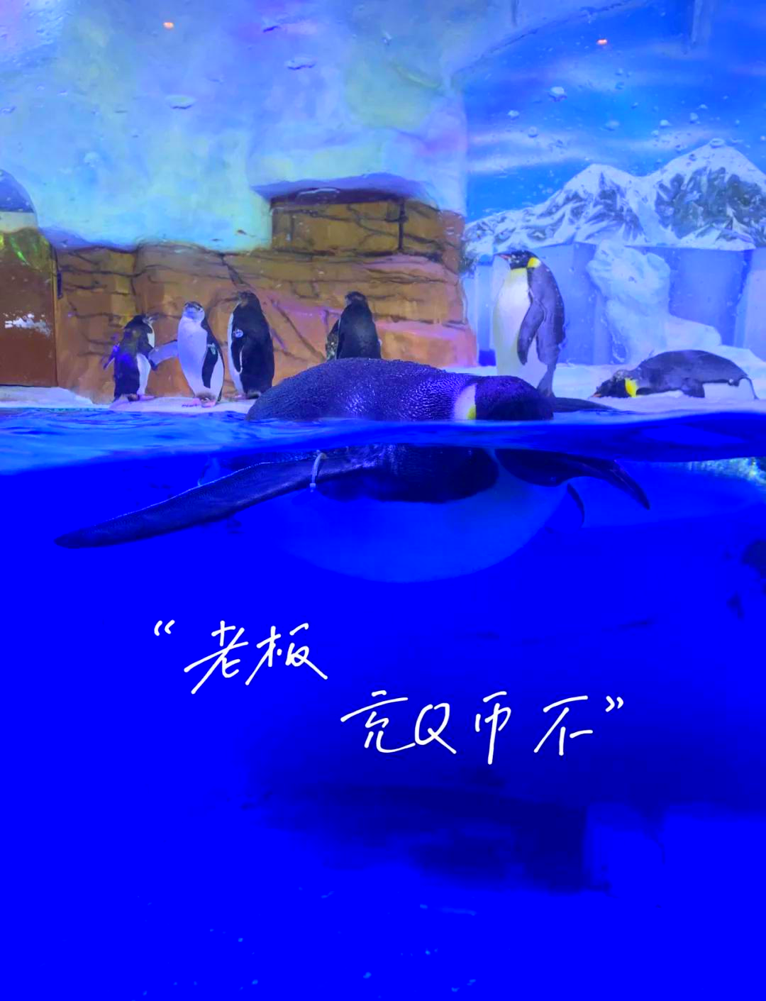 成都海洋公园在哪,成都海洋公园在哪里,怎么走