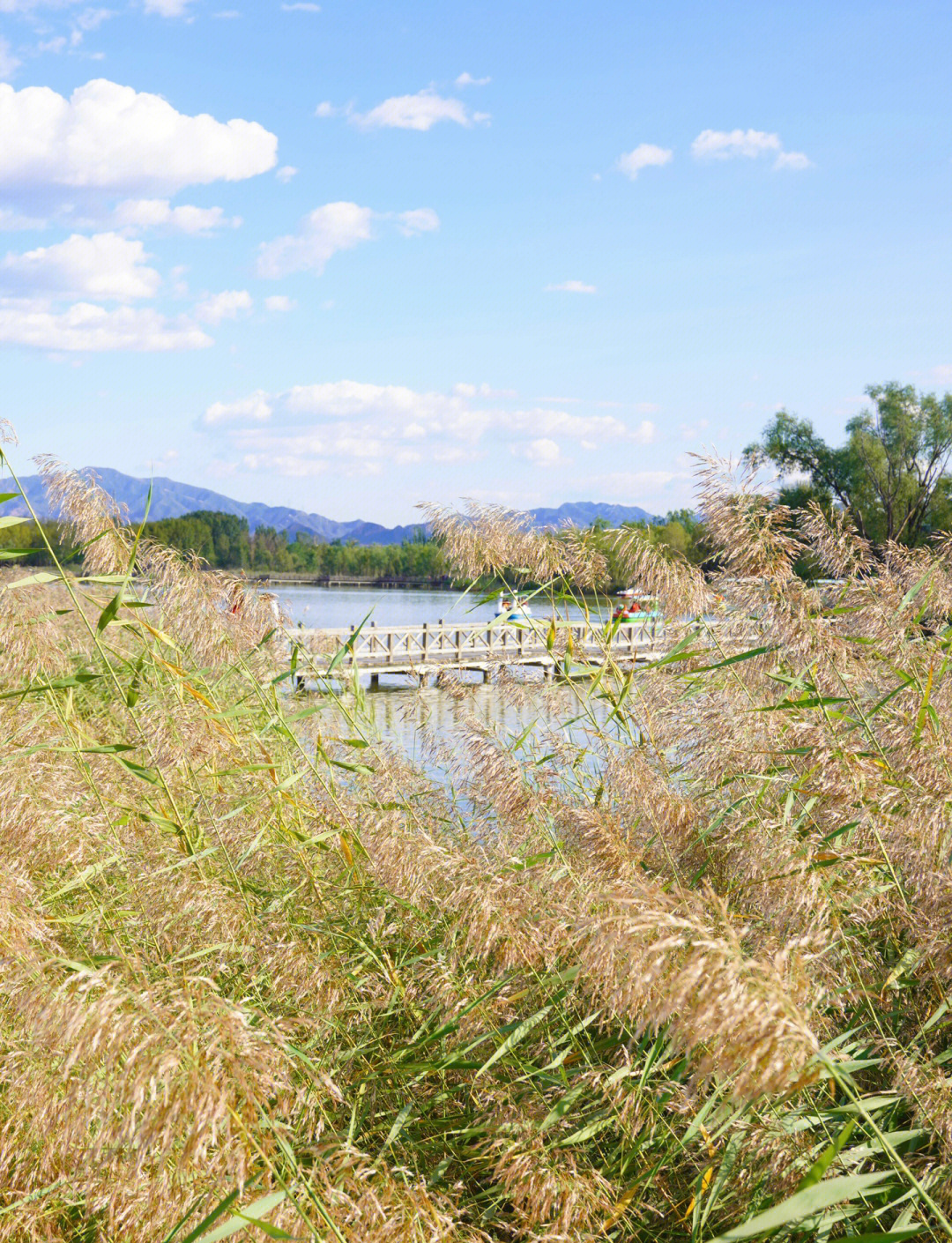 野鸭湖湿地公园,野鸭湖湿地公园介绍