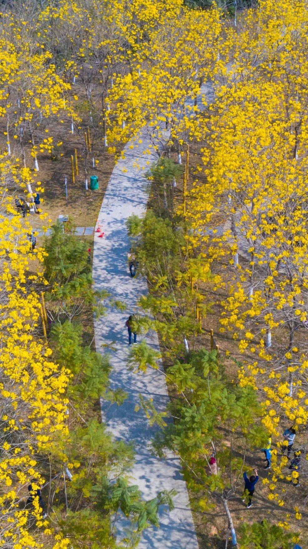 大岭山森林公园,大岭山森林公园要门票吗