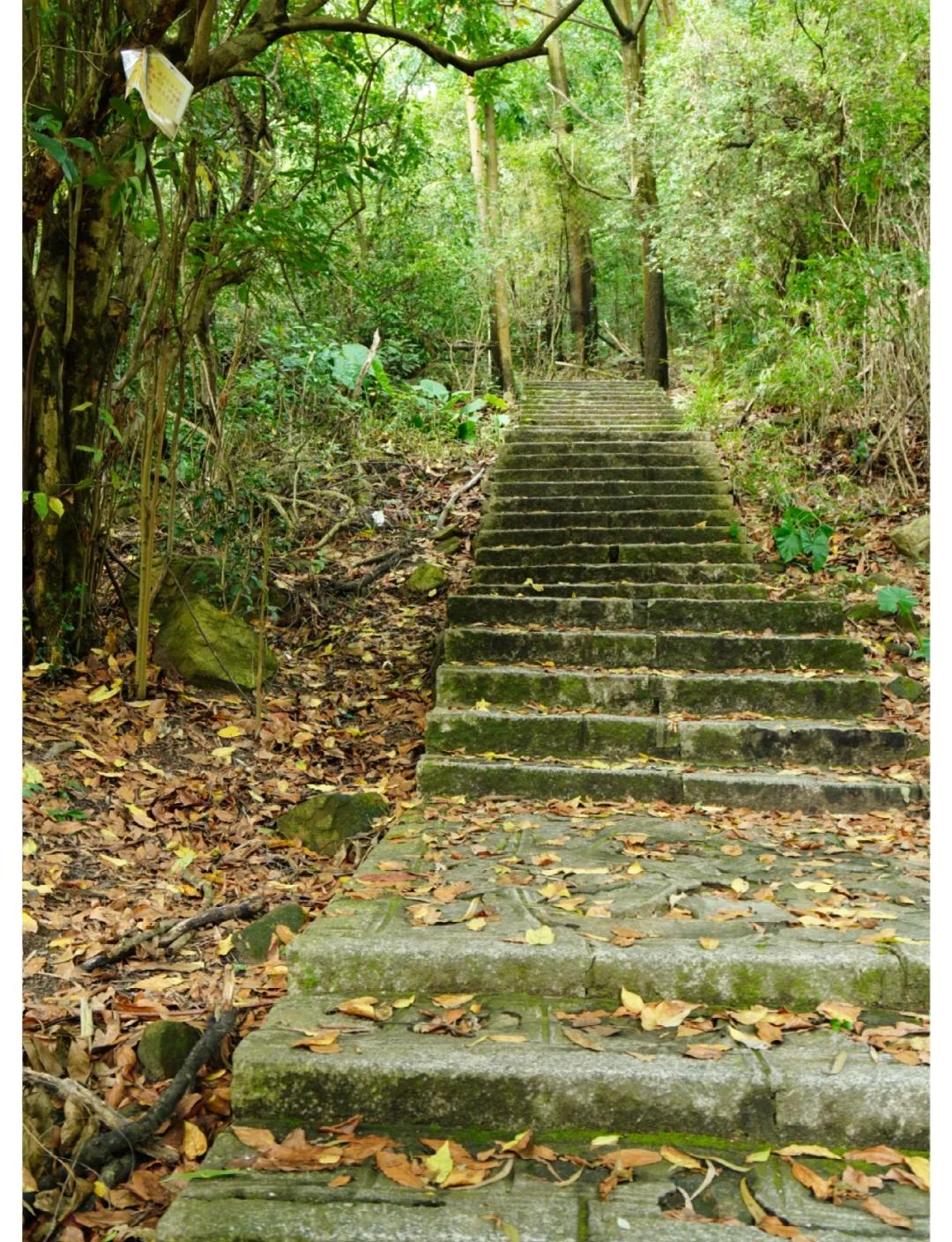 大岭山森林公园,大岭山森林公园要门票吗