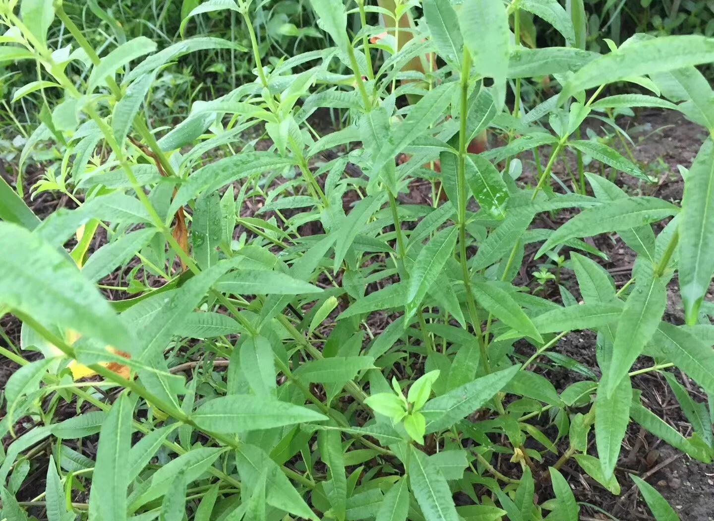 用劲草,用劲草网