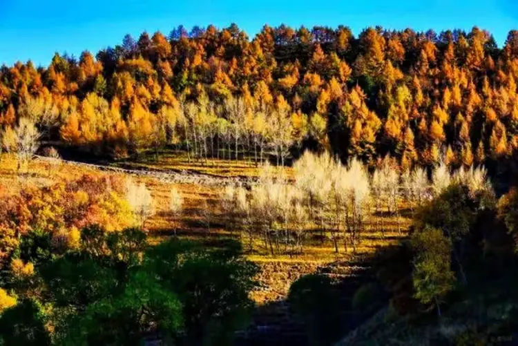 霞云岭森林公园,霞云岭森林公园门票