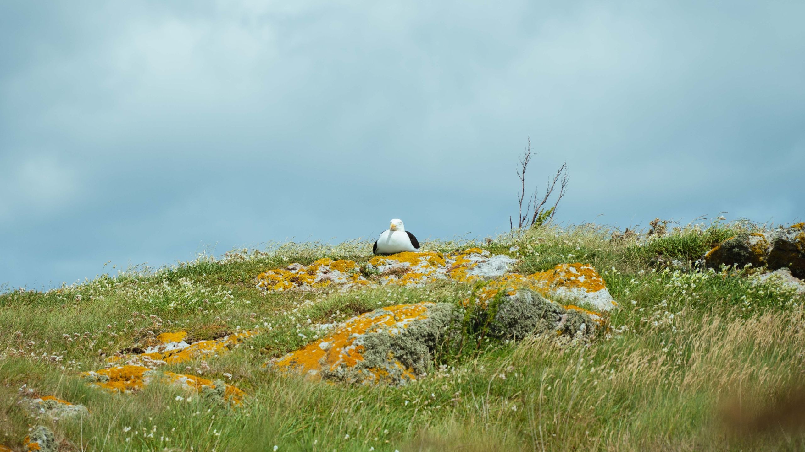 ireland,ireland形容词