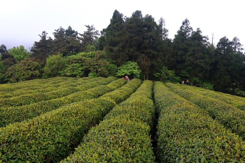 万有国家森林公园,万有山生态园