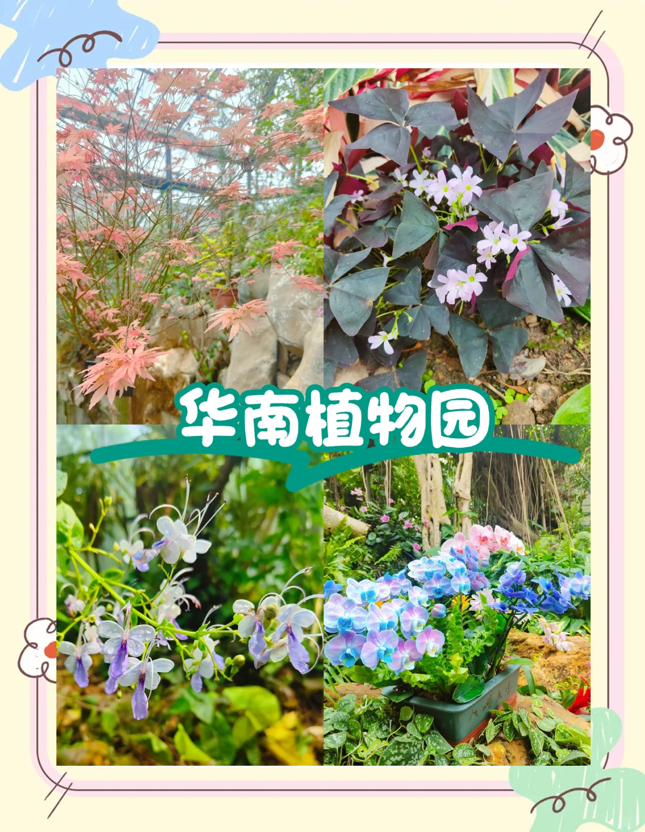 华南植物园攻略,华南植物园功略