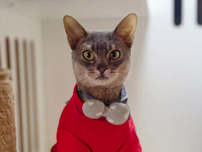 猫之二重唱,猫之二重唱视频