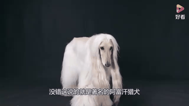 世界主人,世界的主人小说