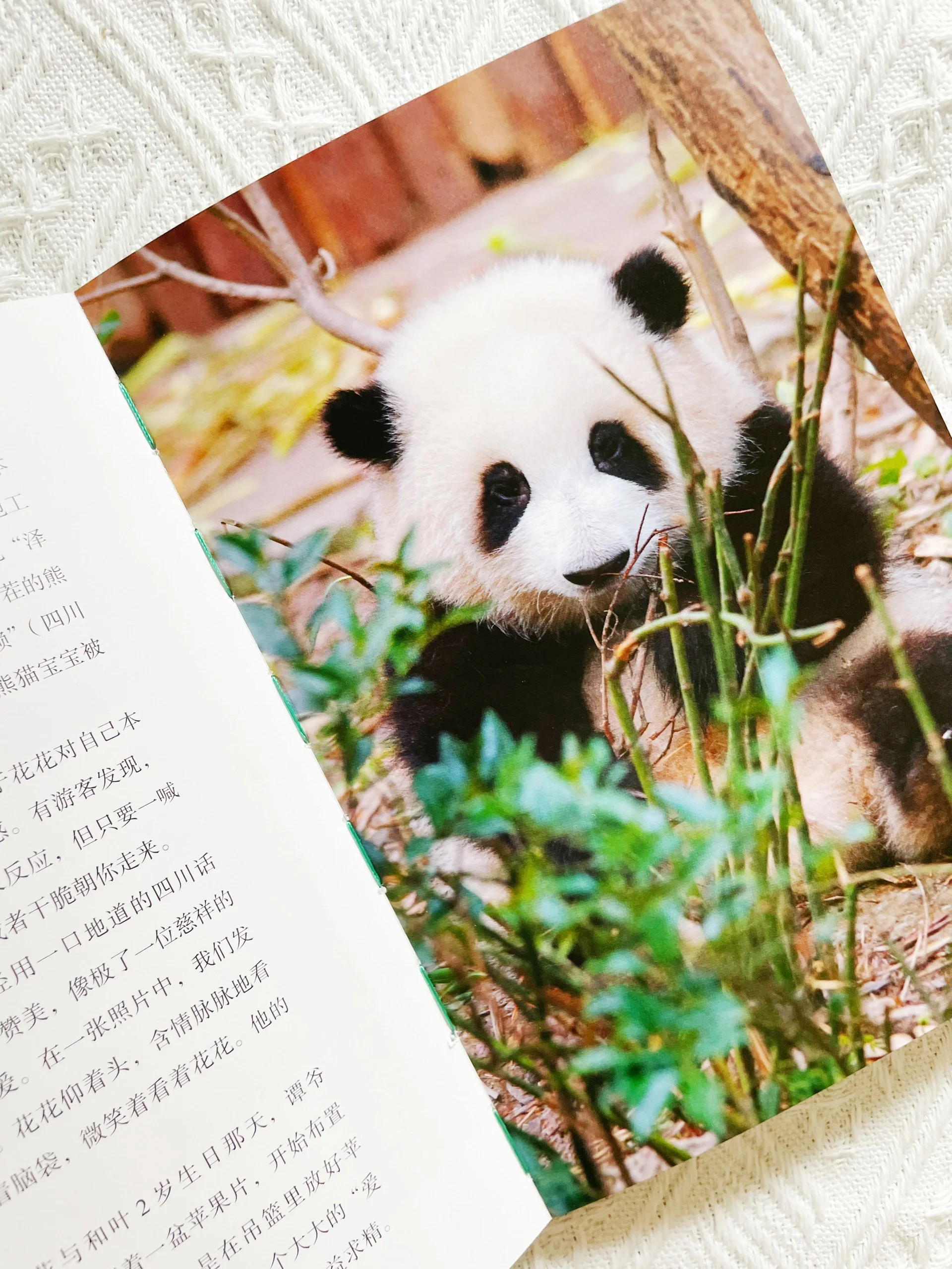 熊猫搜书,鸠摩搜书免费电子书网站