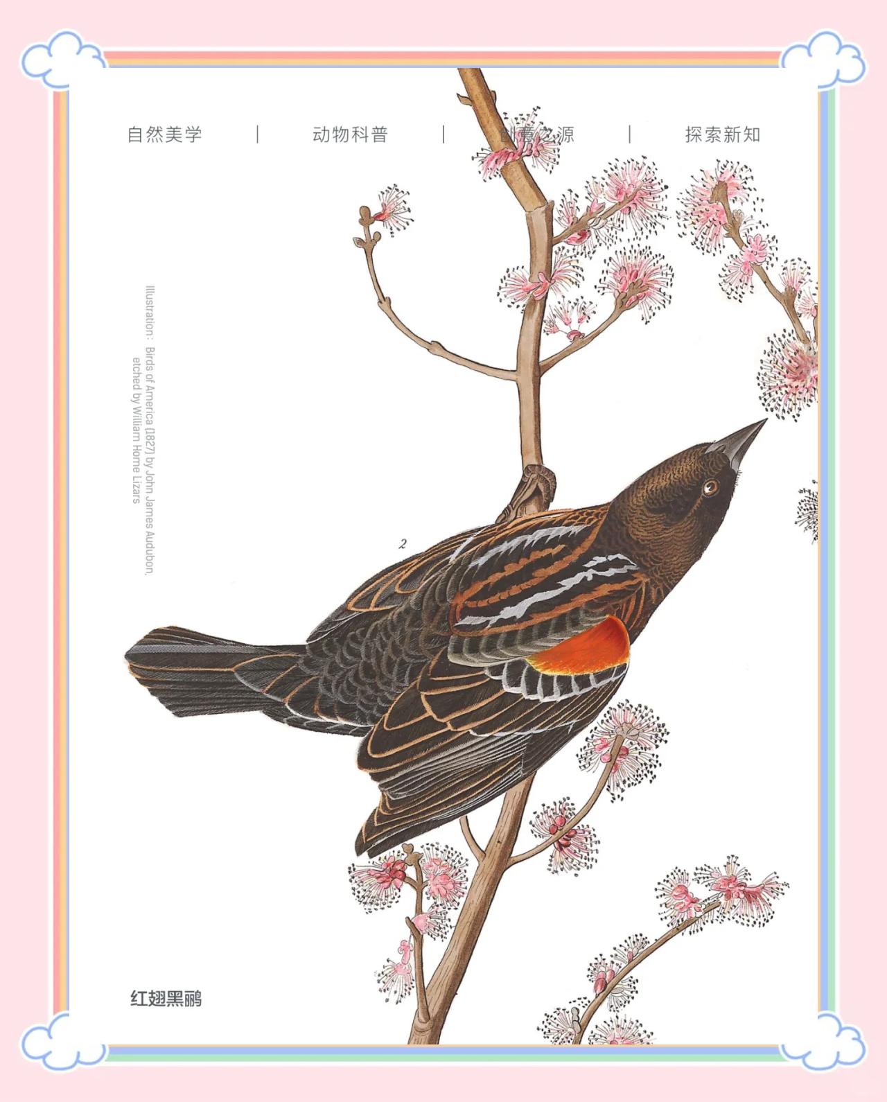 鹂组词,鹂组词有哪些