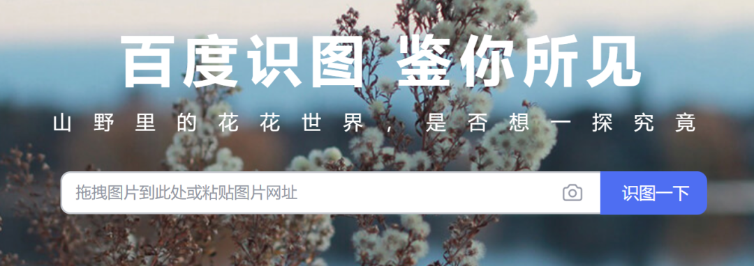 搜图,搜图片识别人物