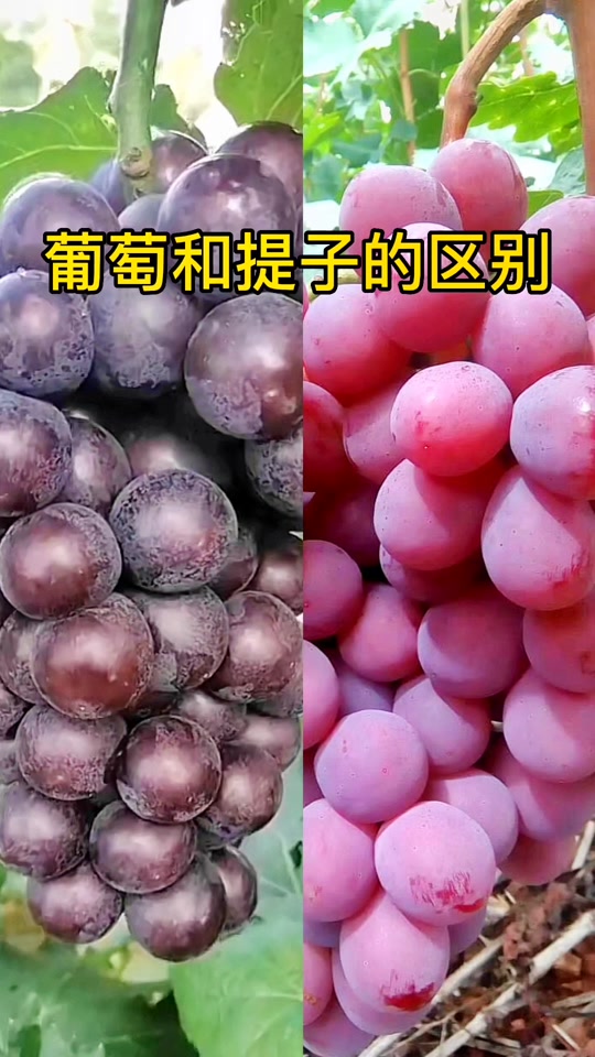 萄组词20个,萄组词2个字四年级
